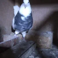 کبوتر طوقی پارک|پرنده|پردیس, شهرک صنعتی خرمدشت فاز ۷|دیوار