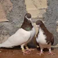 ساده همرنگ رو جوجه