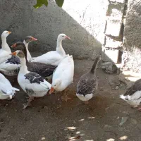 غاز محلی