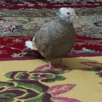 کبوتر گم شده