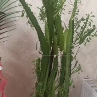 گلهای خوب|گل و گیاه طبیعی|مراغه, |دیوار