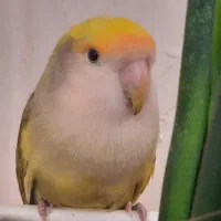 طوطی برزیلی  و عروس هلندی