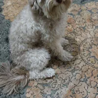 سگ پودل تریر