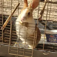 خرگوش|موش و خرگوش|دزفول, |دیوار