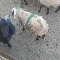 بره وبزغاله ماده