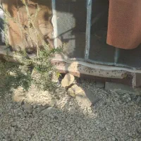 گنجه کبوتر|لوازم جانبی حیوانات|سیدان, |دیوار