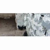 چند مرغ ودوعدد خروس