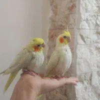 عروس هلندی|پرنده|تهران, کرمان|دیوار