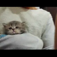 گربه نر پرشین|گربه|گنبد کاووس, |دیوار