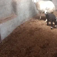 فروش دو عدد میش