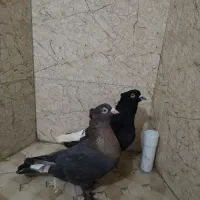 دمسفید و تافته ای