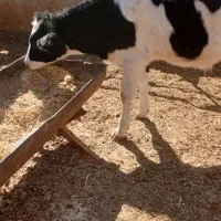 گوساله|حیوانات مزرعه|اصفهان, سلطانآباد|دیوار