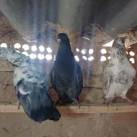 کبوتر پرشی|پرنده|چهاردانگه (تهران), |دیوار