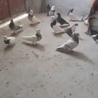 کبوتر رنگی درجه یک