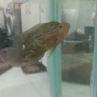 فلاور هورن لجن خوار و فلاور باکس