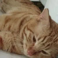 واگذاری رایگان گربه