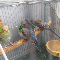 چند عدد مرغ عشق سالم ودستی