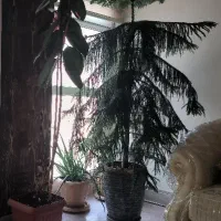 گلدان|گل و گیاه طبیعی|تهران, جمال‌زاده|دیوار