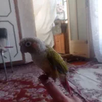 گیرینچیک دستی سخنگو