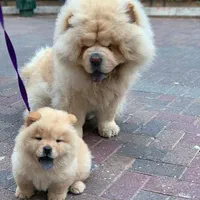 توله های چاوچاو