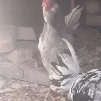 مرغ و خروس زینتی|حیوانات مزرعه|گلپایگان, |دیوار