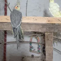 عروس هلندی نر سخنگو|پرنده|رانکوه, |دیوار