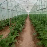 نخبندی گلخانه و پلاستیک کشی در استان کرمان جیرفت|خدمات باغبانی و درختکاری|جیرفت, |دیوار