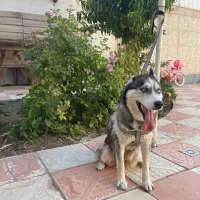 هاسکی اصیل ماده چشم ابی ۴ماهه|سگ|قوچان, |دیوار