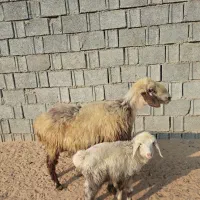 میش شکم دوم دوقلوزا  با بره نر|حیوانات مزرعه|آبپخش, |دیوار