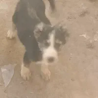 سگ افغان|سگ|مشهد, همت آباد|دیوار