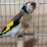 جوجه سال عطیقه|پرنده|شیراز, تندگویان|دیوار