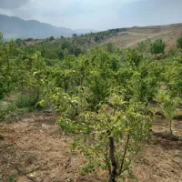 هرس و نظارت بر امور باغبانی|خدمات باغبانی و درختکاری|شهرکرد, |دیوار