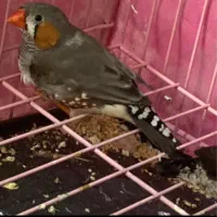 فنچ نروماده