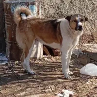 سگ گله ای دورگه|سگ|بوکان, |دیوار