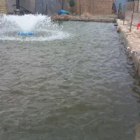 بچه ماهی|ماهی|دشتابی, |دیوار