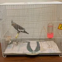 عروس هلندی جوجه با قفس