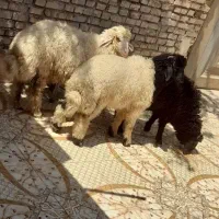 گوسفند