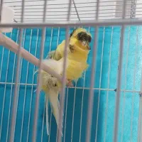 قناری فر آجی نر|پرنده|تربت‌حیدریه, میدان مرکزی|دیوار