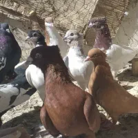 دسته کبوتر بهبهانی و شهری|پرنده|شیراز, نصر|دیوار