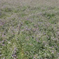 بذر قره یونجه آذربایجان با راندمان بالا|خدمات باغبانی و درختکاری|اهواز, آریاشهر|دیوار