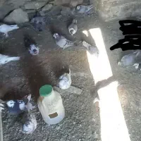 چند کبوترماده ونر وجفت