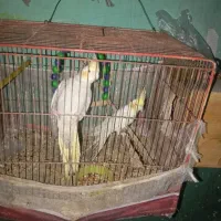 عروس هلندی|پرنده|بندرعباس, |دیوار