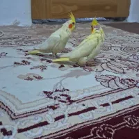 عروس هلندی با جوجه|پرنده|آشخانه, |دیوار