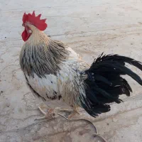 خروس|حیوانات مزرعه|قم, آزادگان|دیوار