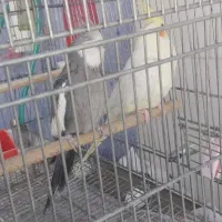 عروس هلندی|پرنده|مرودشت, بیست متری بیمارستان|دیوار