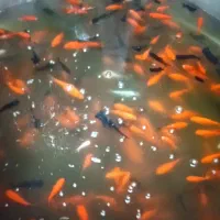 فروش تعدادی ماهی گلفیش و عروس و تلسکوپی و کوی