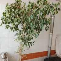 گل بنجامین وشیفترا