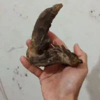 وسایل آکواریوم ماهی|ماهی|اهواز, شریعتی جنوبی|دیوار