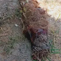 کوگ ربی مضافتی پیارم. زاهدی تعداد بالا دارم ارسال|خدمات باغبانی و درختکاری|ایرانشهر, |دیوار