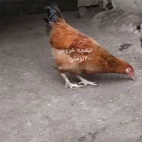 مرغ و خروس|حیوانات مزرعه|رشت, جانبازان|دیوار